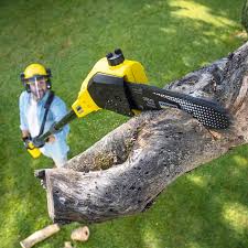 Best Arborist Consultation Services  in Lloyd Harbor, NY